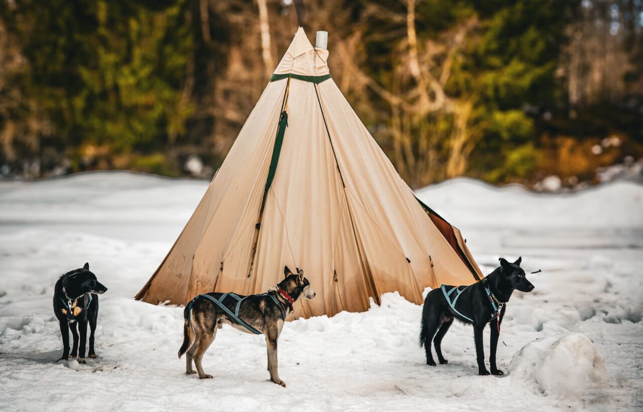 Canvas tipi hot tent with a stove pipe through the peak, pitched on snow with three sled dogs in front