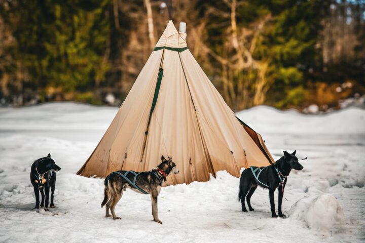 Canvas tipi hot tent with a stove pipe through the peak, pitched on snow with three sled dogs in front