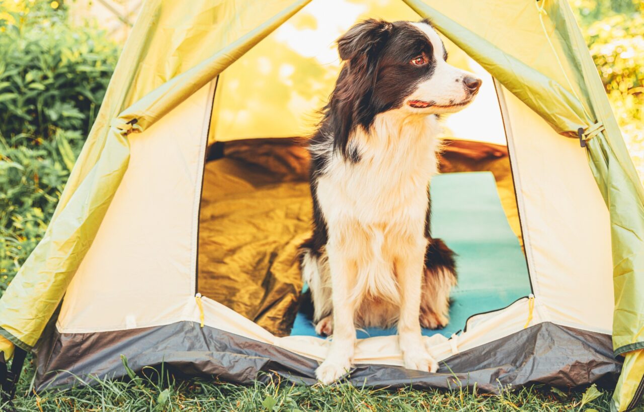 Tent Camping With Dogs: Site Rules, Night Setup, and the Problems That End Trips Early