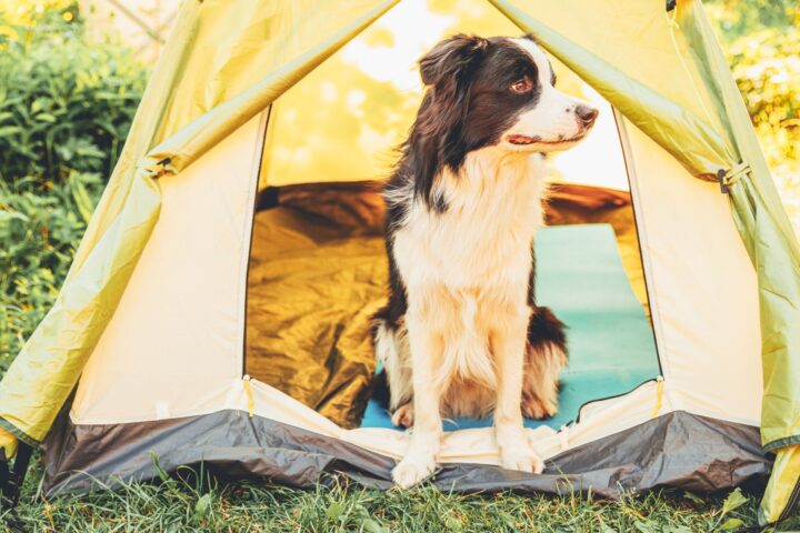 Tent Camping With Dogs: Site Rules, Night Setup, and the Problems That End Trips Early